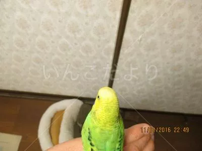 コメントの画像