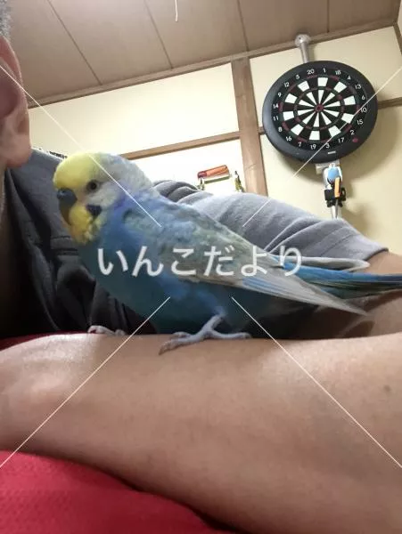 コメントの画像