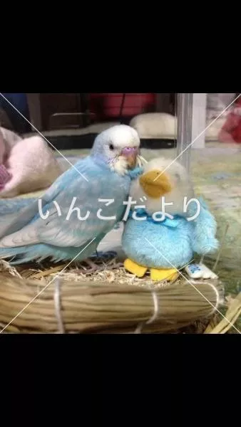 コメントの画像