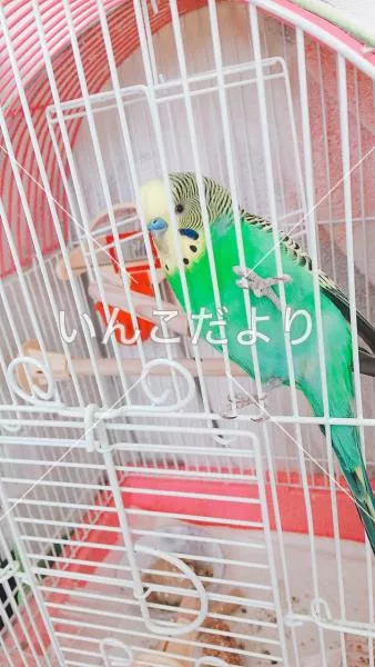 コメントの画像