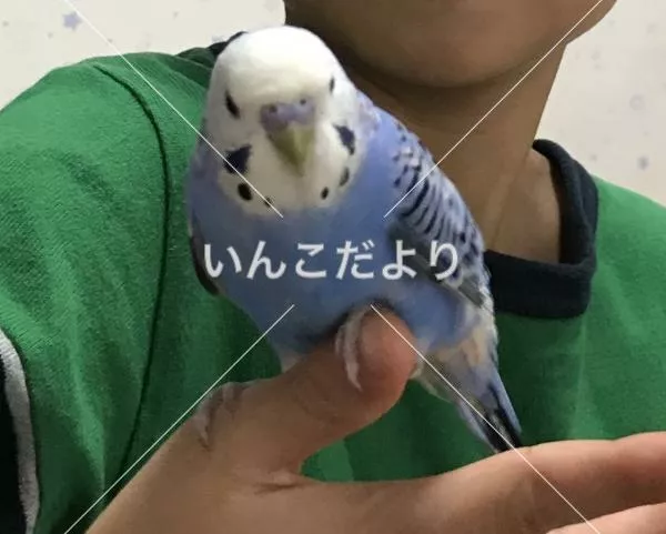 コメントの画像