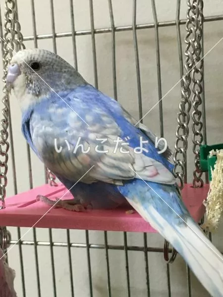 コメントの画像