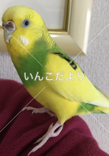 コメントの画像