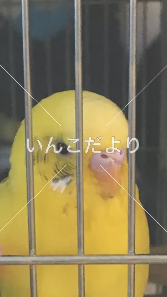 コメントの画像