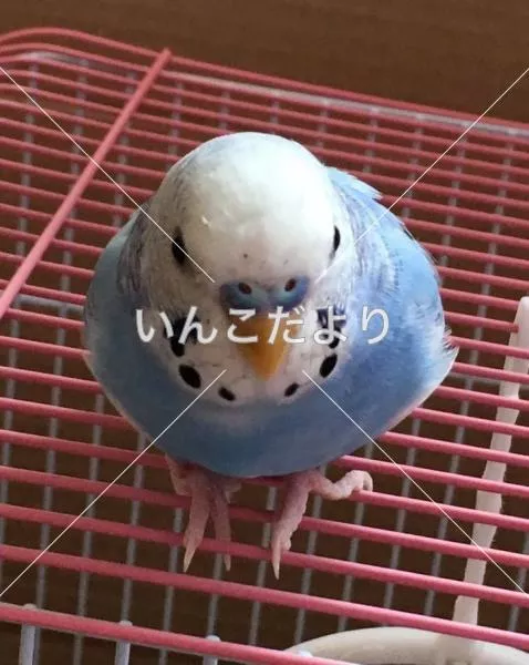 コメントの画像