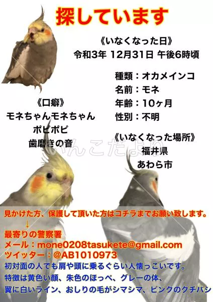 コメントの画像