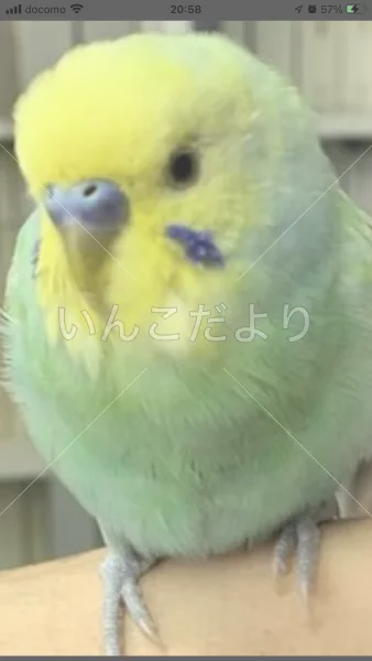 コメントの画像