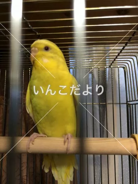 コメントの画像