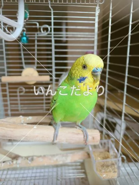 コメントの画像