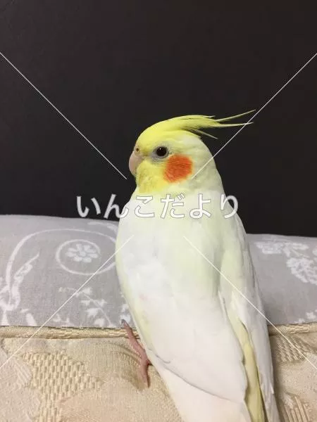 コメントの画像