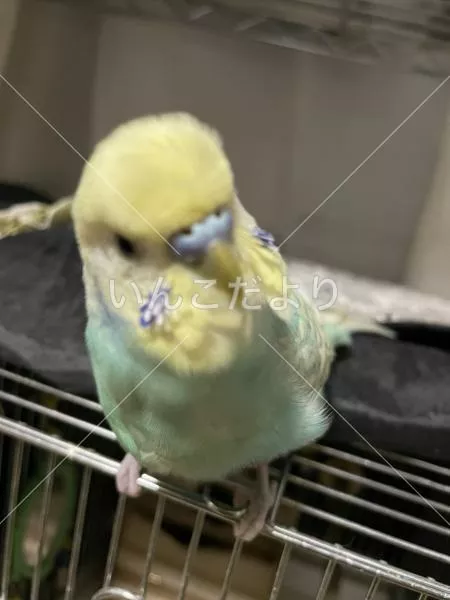 コメントの画像