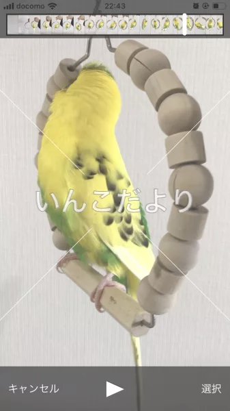 コメントの画像