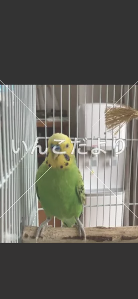 コメントの画像