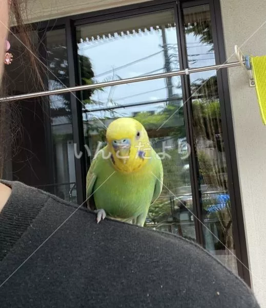 コメントの画像