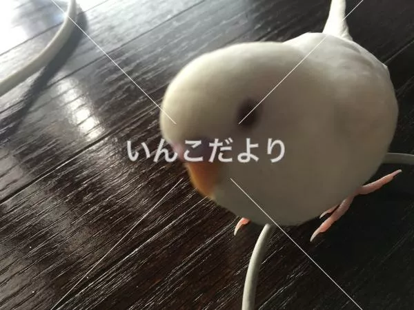 コメントの画像