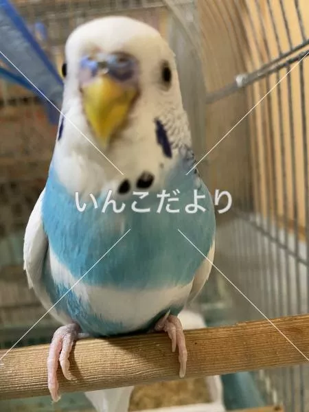 コメントの画像