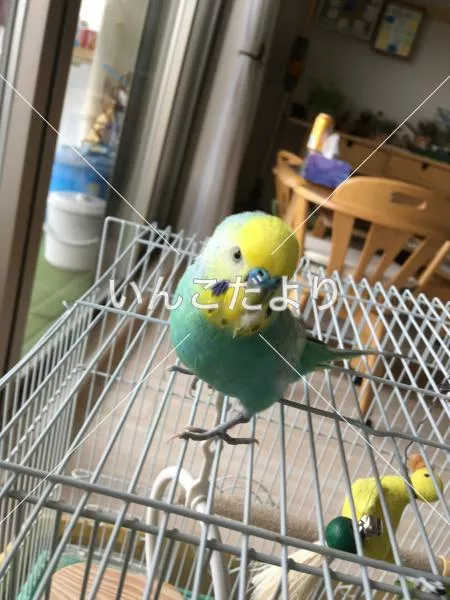 コメントの画像