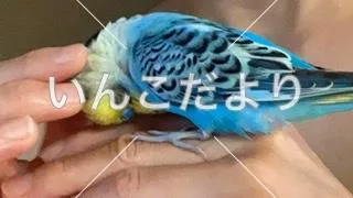 コメントの画像