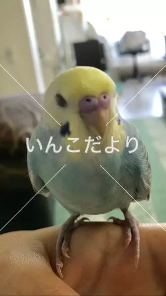 コメントの画像