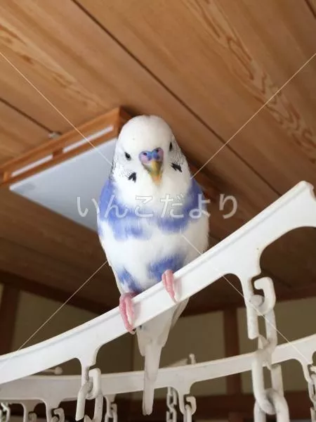 コメントの画像