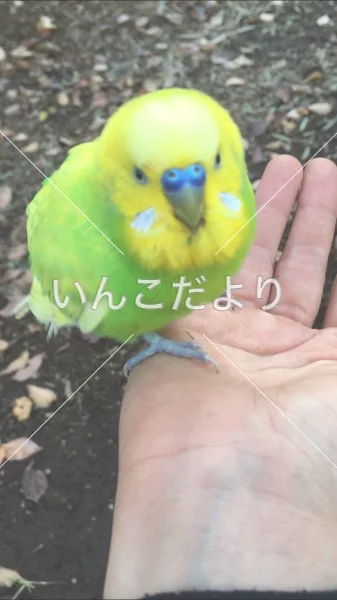 コメントの画像