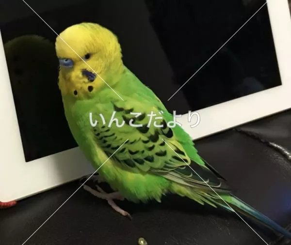 コメントの画像