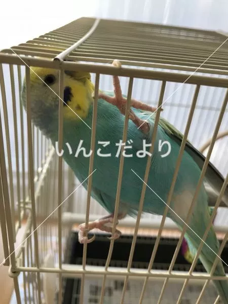 コメントの画像