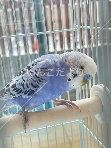 コメントの画像