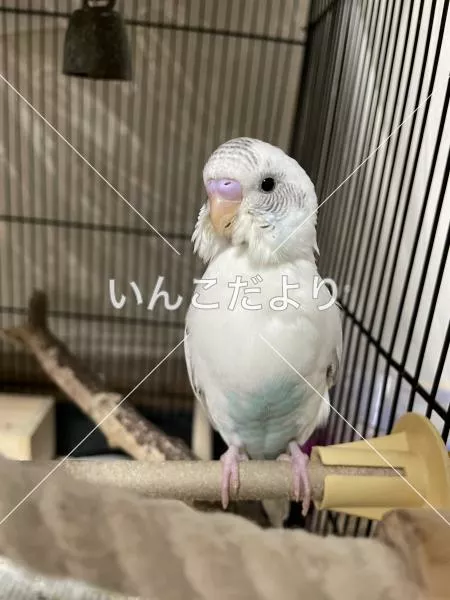 コメントの画像