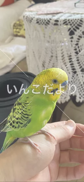 コメントの画像