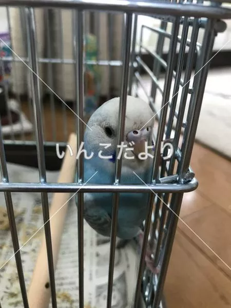 コメントの画像