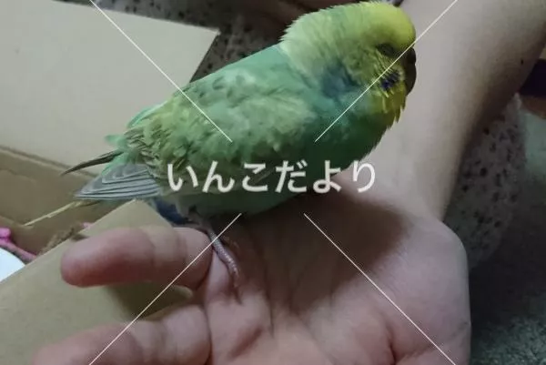 コメントの画像