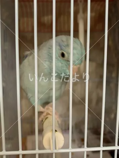 コメントの画像