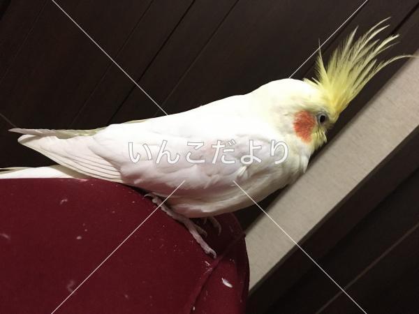 コメントの画像