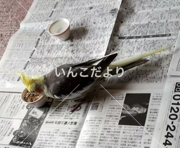 コメントの画像