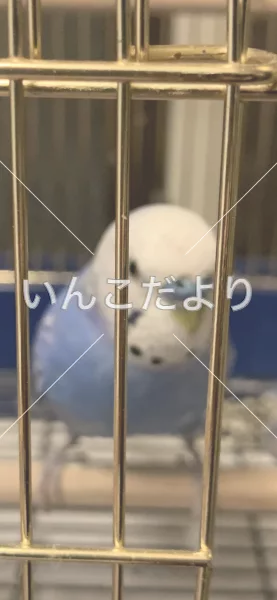 コメントの画像