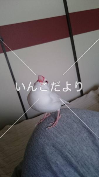 コメントの画像