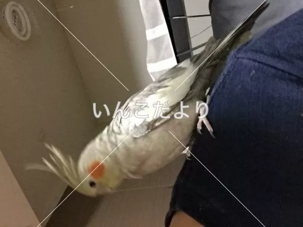 コメントの画像