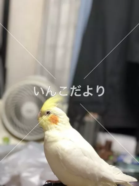 コメントの画像