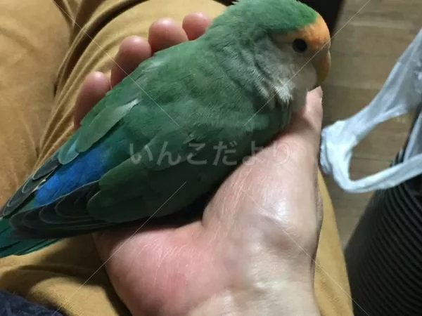 コメントの画像