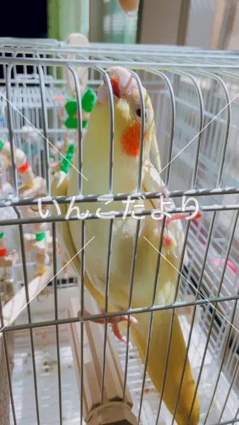 コメントの画像