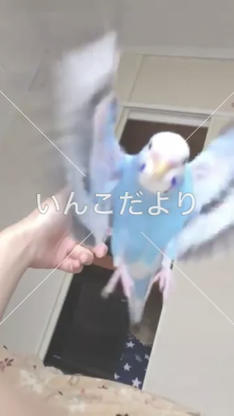 コメントの画像