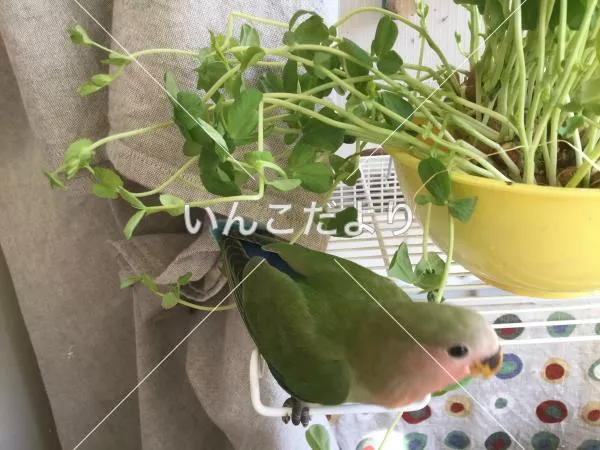 コメントの画像