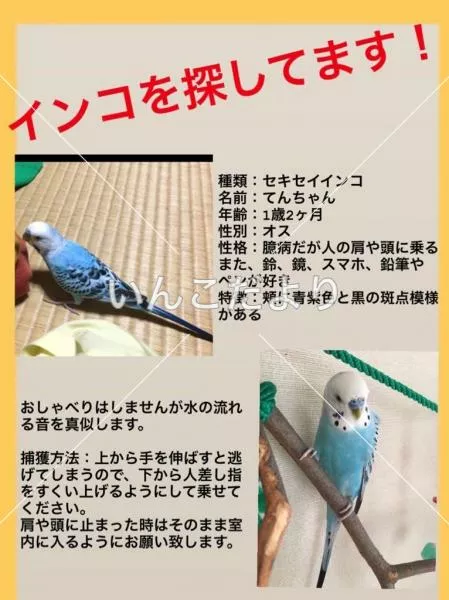 コメントの画像