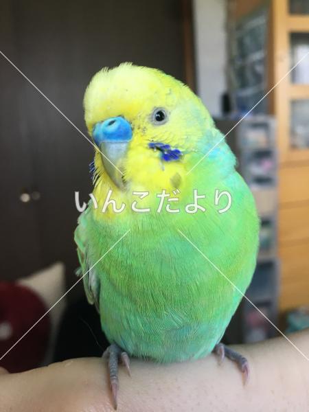 コメントの画像