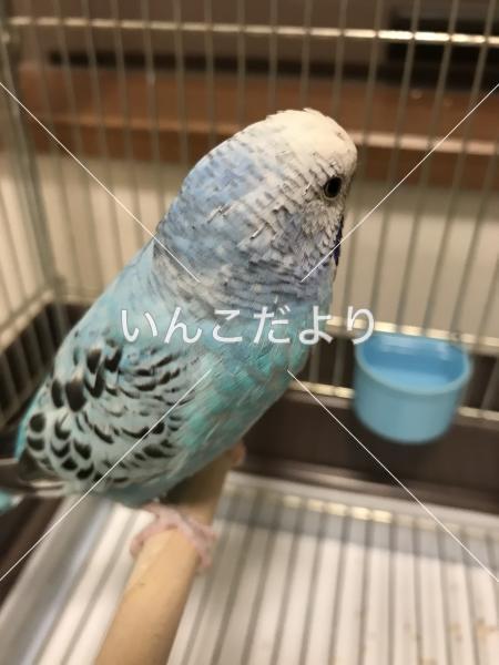 コメントの画像