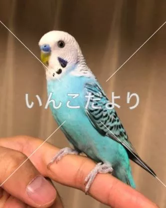 コメントの画像