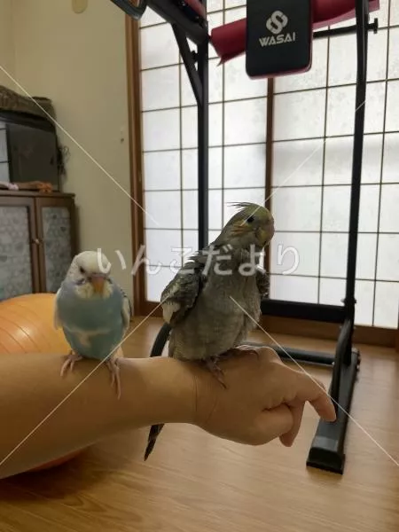 コメントの画像