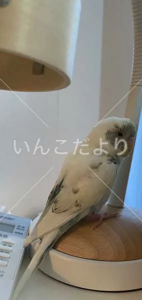 コメントの画像