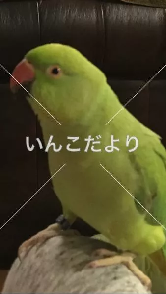 コメントの画像